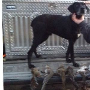 Meet your Posher, Hunter